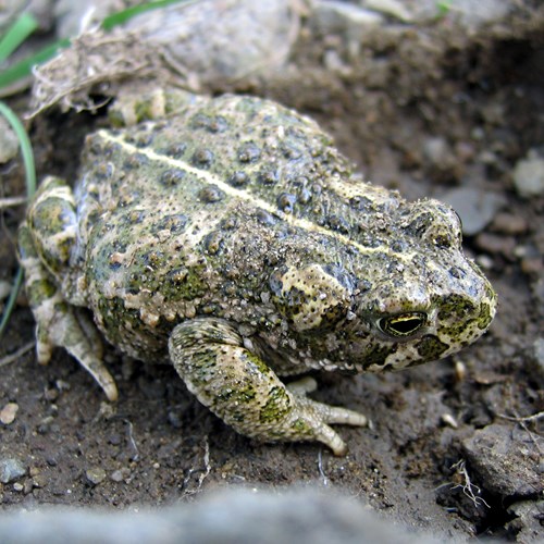 Bufo calamita [L.]在RikenMon的自然指南