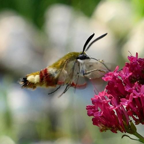 Hemaris fuciformis [L.]在RikenMon的自然指南