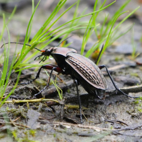 Carabus cancellatus [L.]Em Nature-Guide de RikenMon