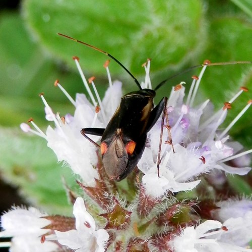 Adelphocoris seticornis [L.]Sur le Nature-Guide de RikenMon