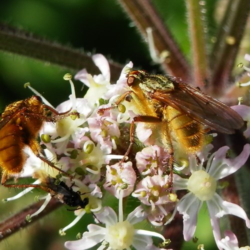 Scathophaga stercoraria [L.]En la Guía-Naturaleza de RikenMon