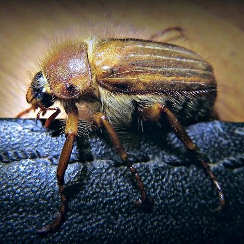 Maggiolino piccolosu guida naturalistica di RikenMon