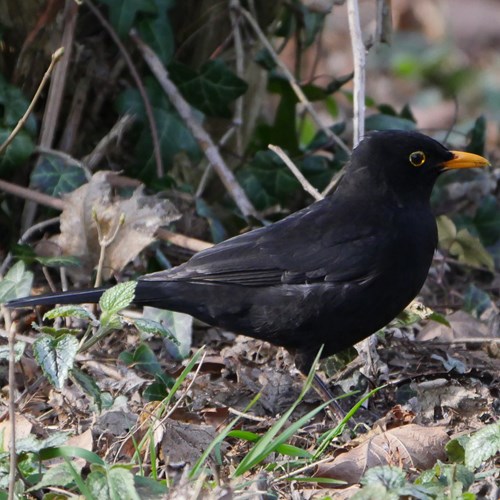 Merlosu guida naturalistica di RikenMon