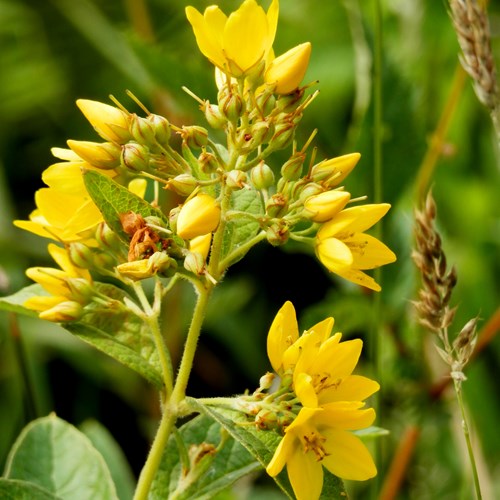 Garden yellow loosestrifeon RikenMon's Nature-Guide