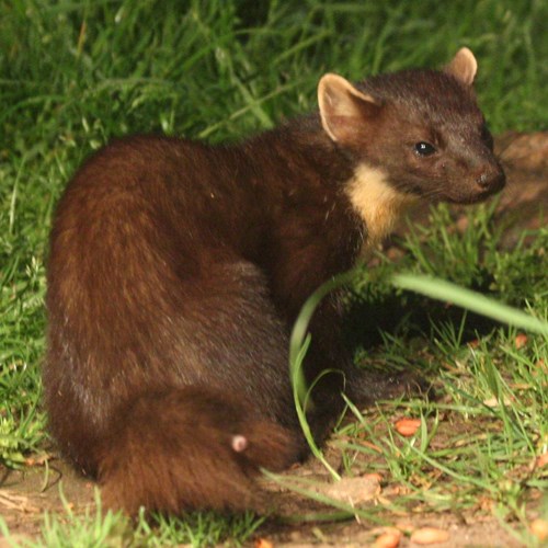 Martora europeasu guida naturalistica di RikenMon