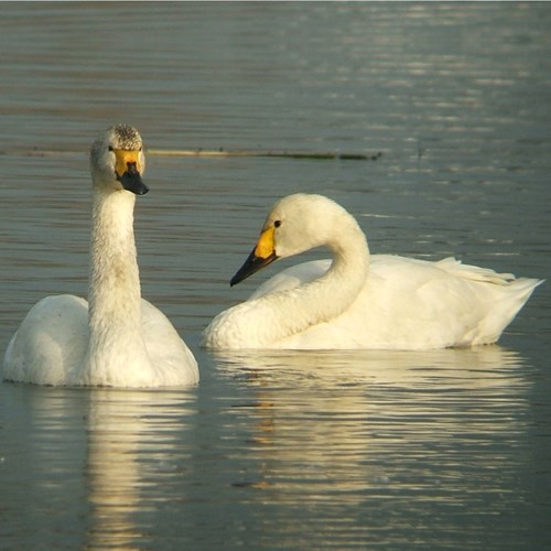 Bewick's swanon RikenMon's Nature-Guide