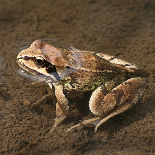 Grenouille rousseSur le Nature-Guide de RikenMon