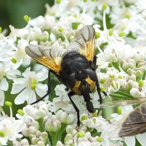 Mesembrina meridiana [L.]En la Guía-Naturaleza de RikenMon