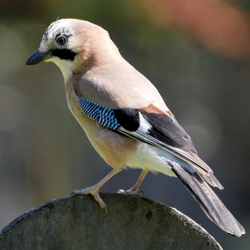 Ghiandaiasu guida naturalistica di RikenMon