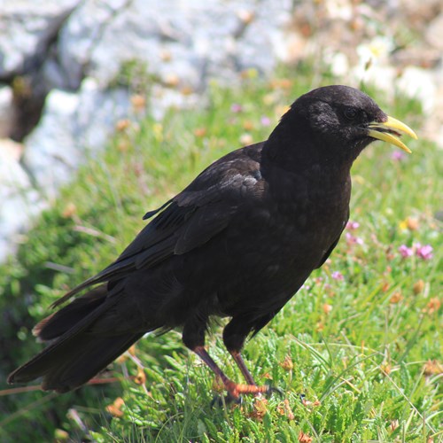 Gracchio alpinosu guida naturalistica di RikenMon