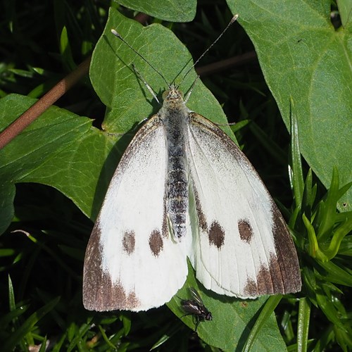 Pieris brassicae [L.]Em Nature-Guide de RikenMon