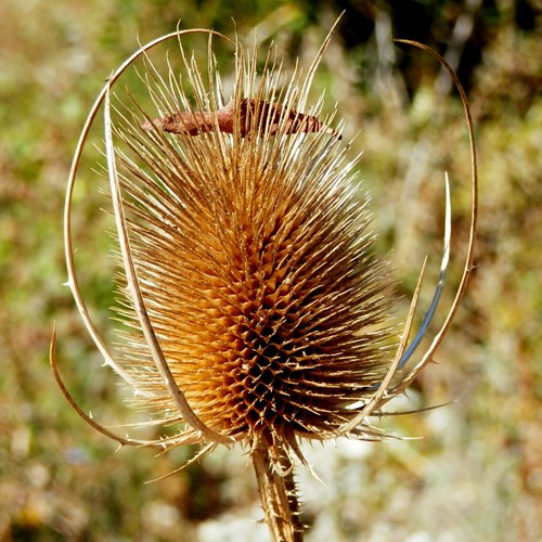 Dipsacus fullonum [L.]su guida naturalistica di RikenMon