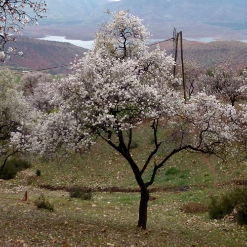 Mandorlosu guida naturalistica di RikenMon