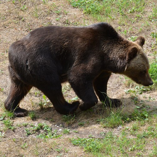 棕熊在RikenMon的自然指南