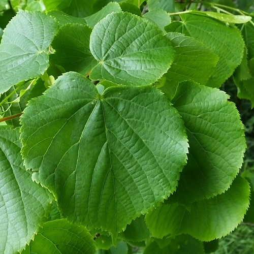 Tilia cordata [L.]Em Nature-Guide de RikenMon