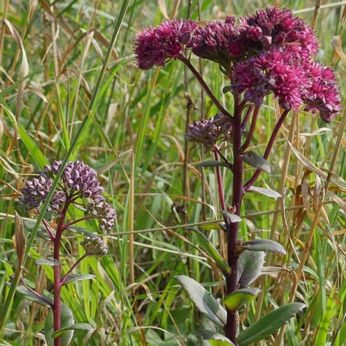 Sedum telephium [L.]En la Guía-Naturaleza de RikenMon