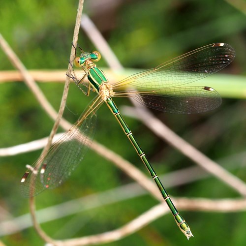 Lestes barbarus [L.]在RikenMon的自然指南