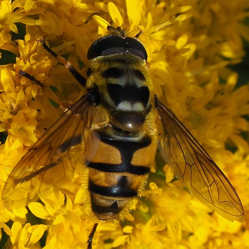 Myathropa florea [L.]在RikenMon的自然指南