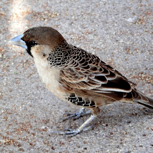 Tessitore socialesu guida naturalistica di RikenMon