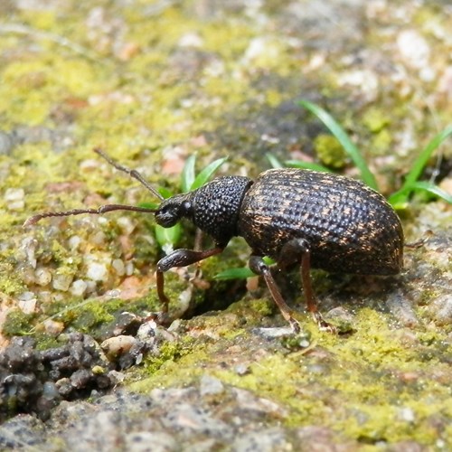 Otiorhynchus sulcatus [L.]En la Guía-Naturaleza de RikenMon