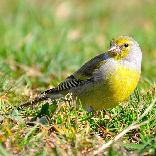 Verderón serranoEn la Guía-Naturaleza de RikenMon