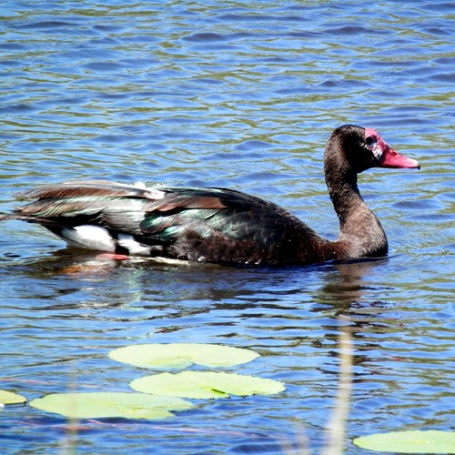 Spur-winged gooseon RikenMon's Nature-Guide