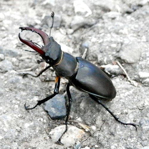 Lucanus cervus [L.]在RikenMon的自然指南