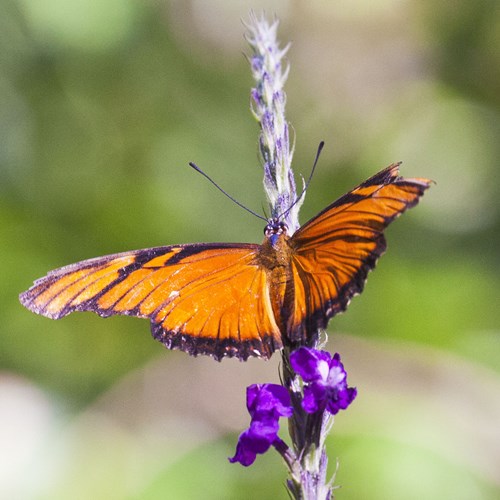 Dryas iulia [L.]Sur le Nature-Guide de RikenMon