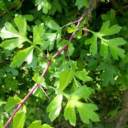 Biancospino comunesu guida naturalistica di RikenMon