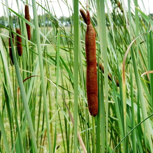 Tifasu guida naturalistica di RikenMon