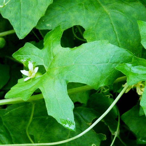 Bryonia dioica [L.]на Nature-Guide RikenMon в