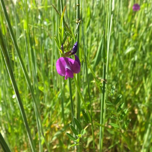 Vicia sativa [L.]Em Nature-Guide de RikenMon