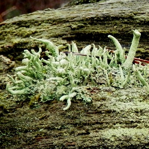 Cladonia coniocraea [L.]在RikenMon的自然指南