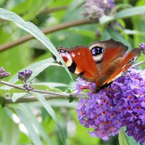 Vlinderstruikop RikenMon's Natuurgids