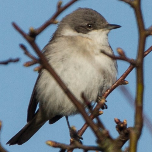 Braamsluiperop RikenMon's Natuurgids