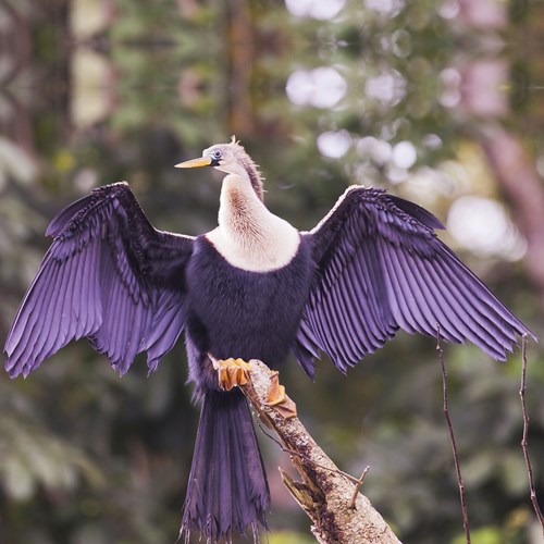 Amerikaanse slangenhalsvogelop RikenMon's Natuurgids