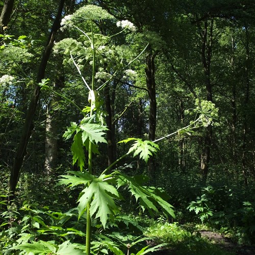 Heracleum mantegazzianum [L.]En la Guía-Naturaleza de RikenMon