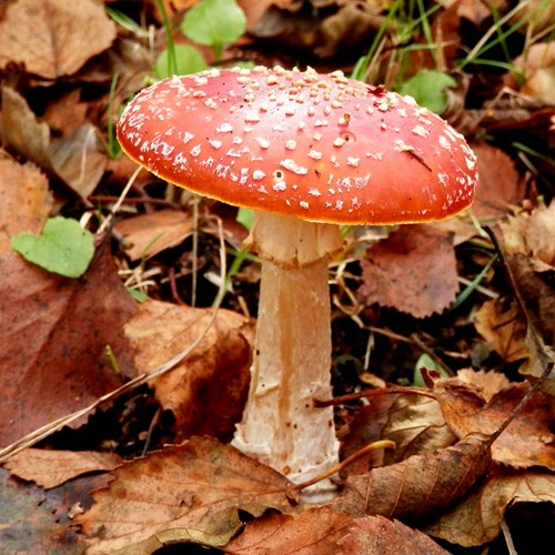 Fly agaricon RikenMon's Nature-Guide