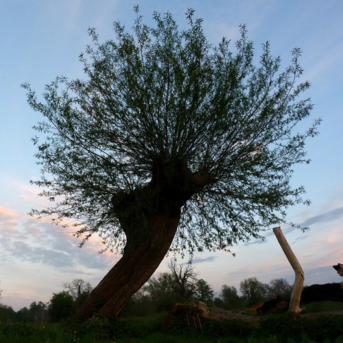 Salice fragilesu guida naturalistica di RikenMon