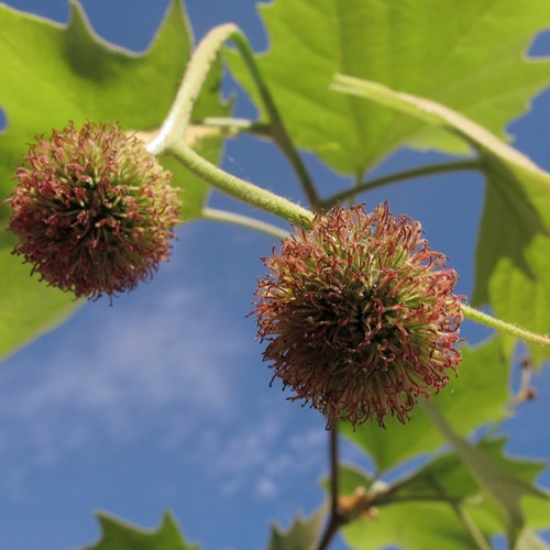 Plátano de sombraEn la Guía-Naturaleza de RikenMon