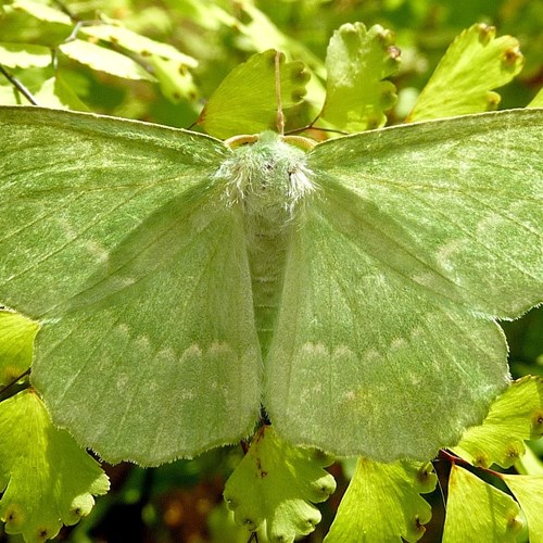 Geometra papilionaria [L.]su guida naturalistica di RikenMon