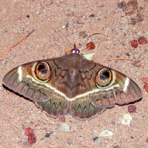 Cyligramma latona [L.]Em Nature-Guide de RikenMon