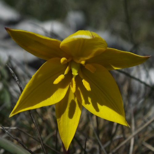 Tulipa sylvestris [L.]在RikenMon的自然指南