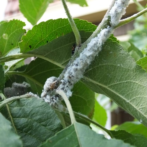 Pulgón lanígero del manzanoEn la Guía-Naturaleza de RikenMon