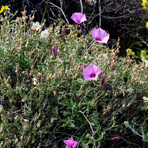 Convolvulus althaeoides [L.]su guida naturalistica di RikenMon