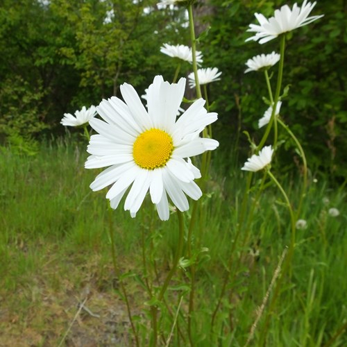 Margrietop RikenMon's Natuurgids