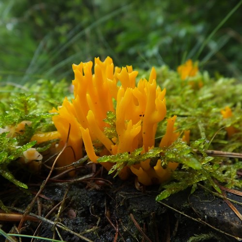 Calocera viscosa [L.]su guida naturalistica di RikenMon