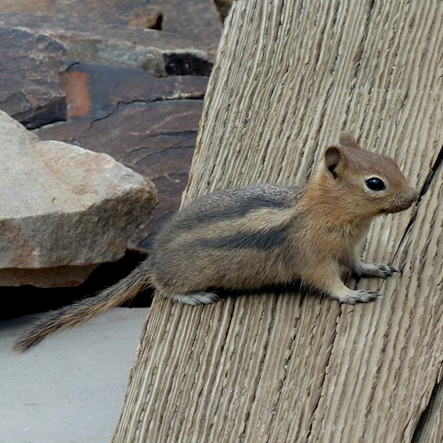 Ardilla listada del Este americanoEn la Guía-Naturaleza de RikenMon