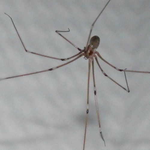 Pholcus phalangioides [L.]Em Nature-Guide de RikenMon