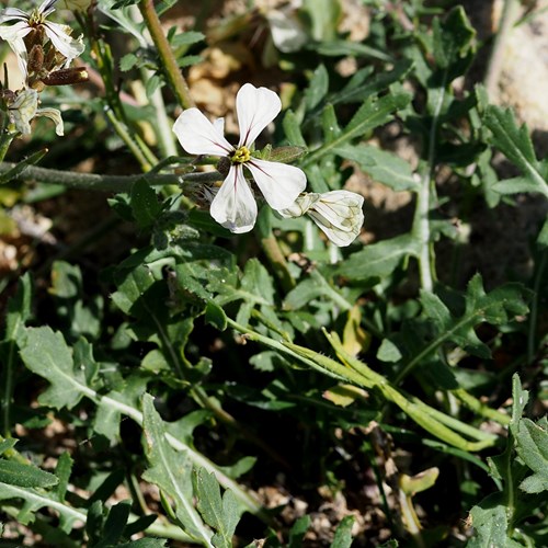 RúculaEn la Guía-Naturaleza de RikenMon